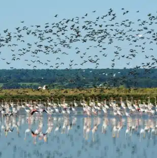 Reserva Natural do Estuário do Tejo 