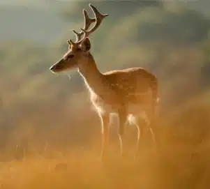 Tapada Nacional de Mafra