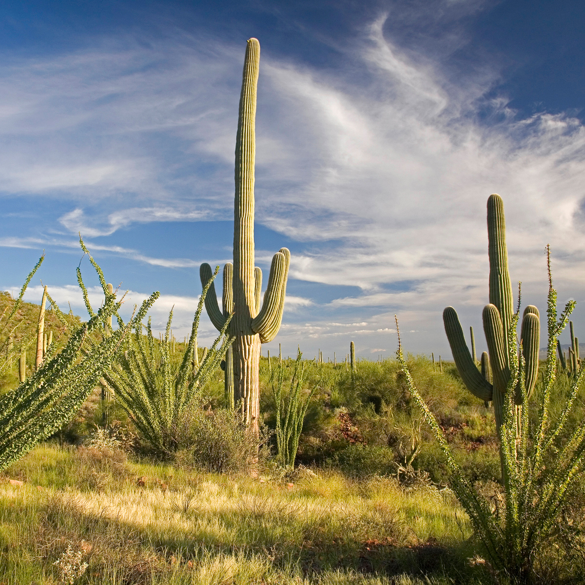 Cactus Saguaro amazonie