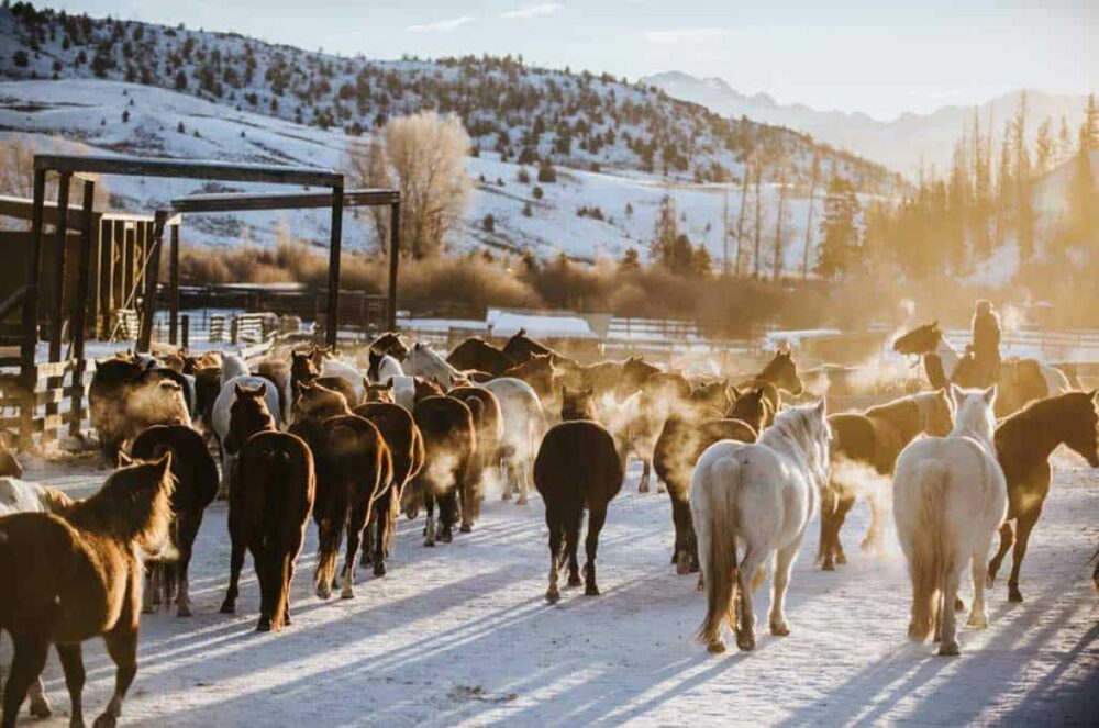 Séjourner en hiver dans les ranchs du Colorado