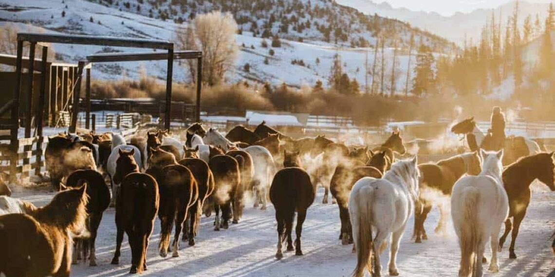 Séjourner en hiver dans les ranchs du Colorado