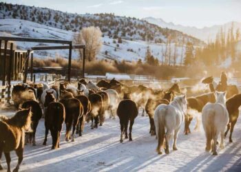 Séjourner en hiver dans les ranchs du Colorado