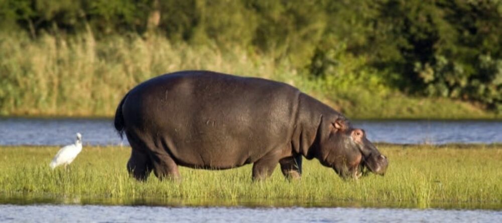 AFRIQUE DU SUD : 7 AVENTURES NATURE SUR LA CÔTE DU KWAZULU-NATAL