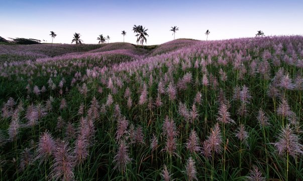 'île Maurice