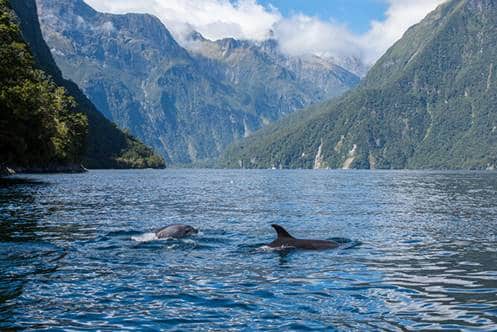 Des dauphins dans les fjords norvégiens Cunard