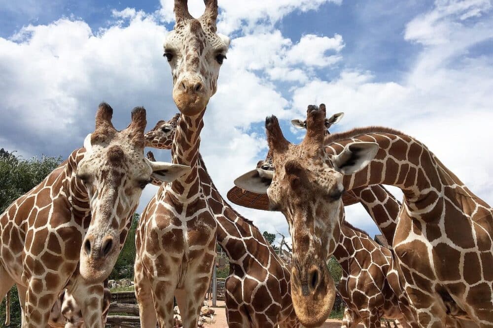 Girafes © Cheyenne Mountain Zoo