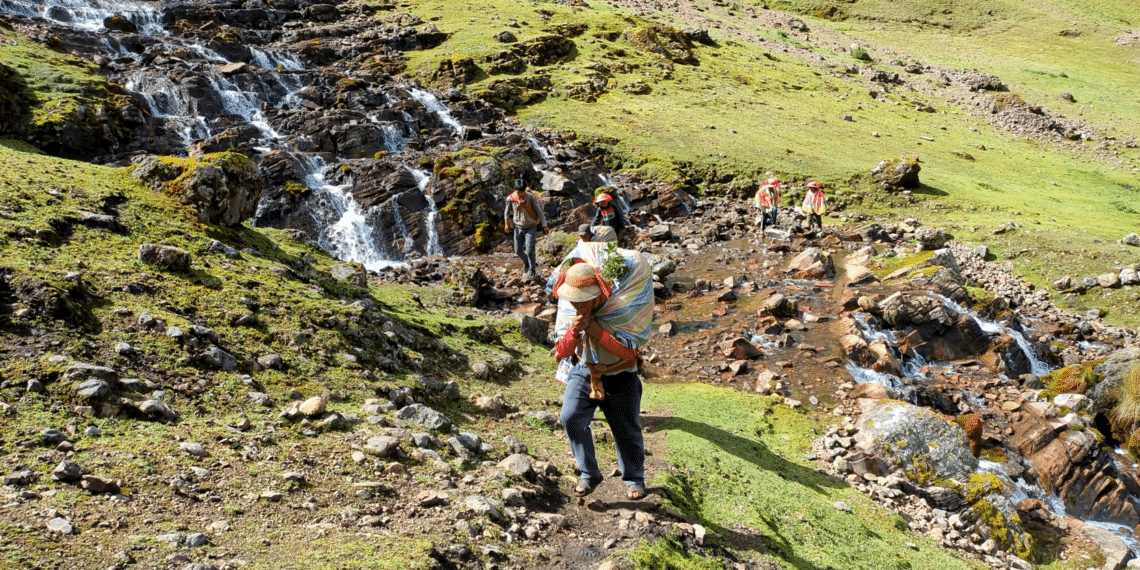 Reforestation des Andes