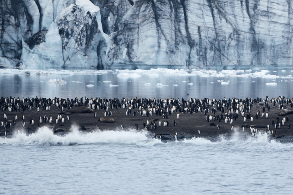 Hiver 2025-2026 : PONANT révèle toutes les facettes de l'Antarctique
