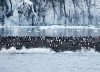 Hiver 2025-2026 : PONANT révèle toutes les facettes de l'Antarctique