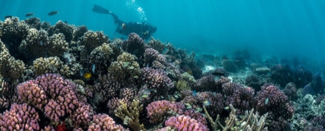 Arabie saoudite, The Red Sea