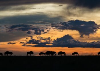 La Zambie, destination secrète : 5 raisons de découvrir ce joyau africain