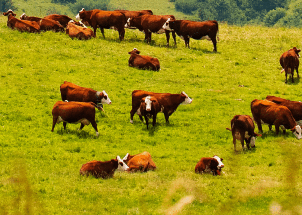 1/ Abondance de Reblochon – GAEC Le Plane Quand deux familles, l’une d’agriculteurs, et l’autre de fromagers, s’associent pour fabriquer du fromage fermier, ça ne peut donner que des produits de qualité. Au cœur de la vallée Verte, les 75 vaches de race Abondance du GAEC pâturent dans les alpages à l’arrivée des beaux jours, mais sont dorlotées toute l’année, et ça se ressent ! Leur lait permet de fabriquer un A.O.P. Reblochon onctueux et un A.O.P. Abondance délicieusement fruité… à déguster évidemment à chaque saison !