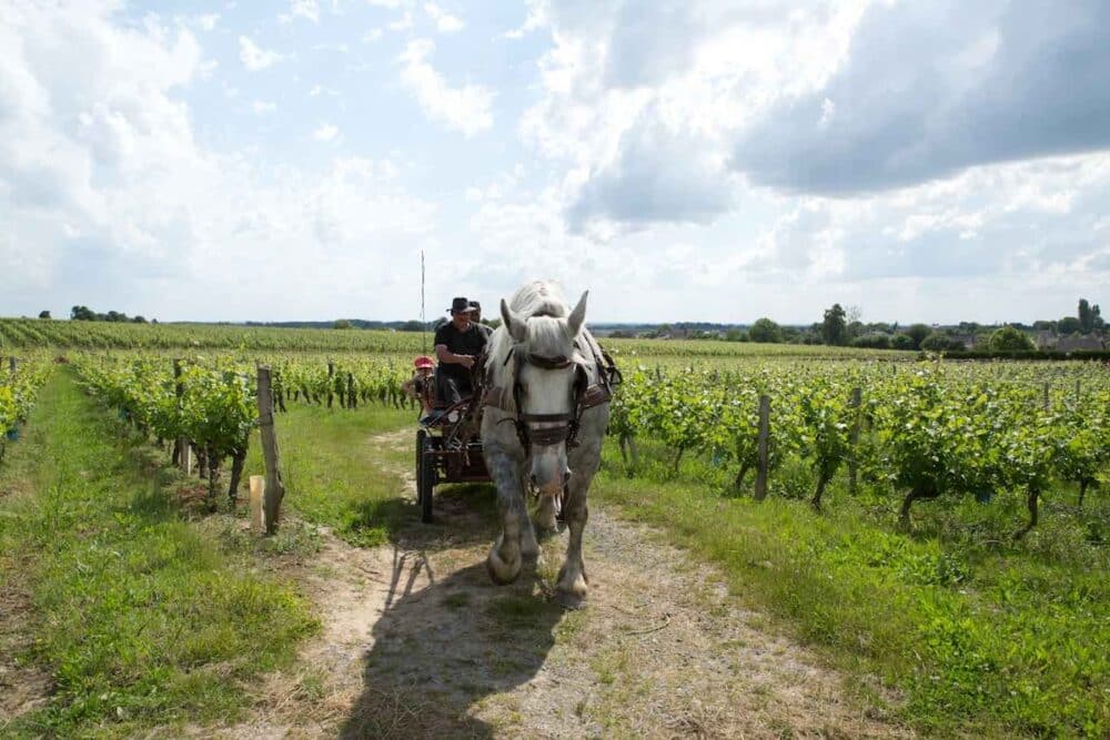 PIQUE NIQUE VIGNE