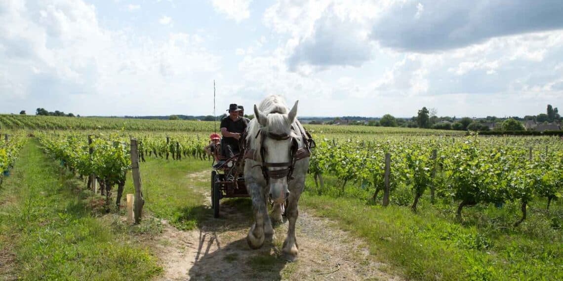 PIQUE NIQUE VIGNE