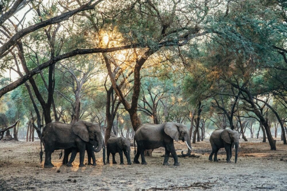 Initiatives de préservation de la faune Zambienne