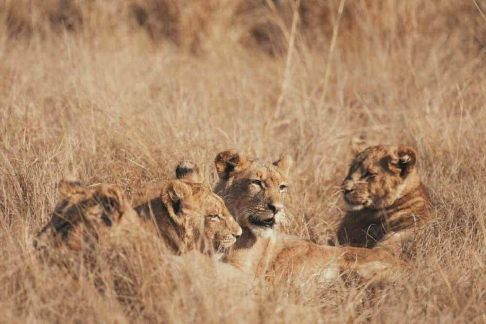 Initiatives de préservation de la faune Zambienne