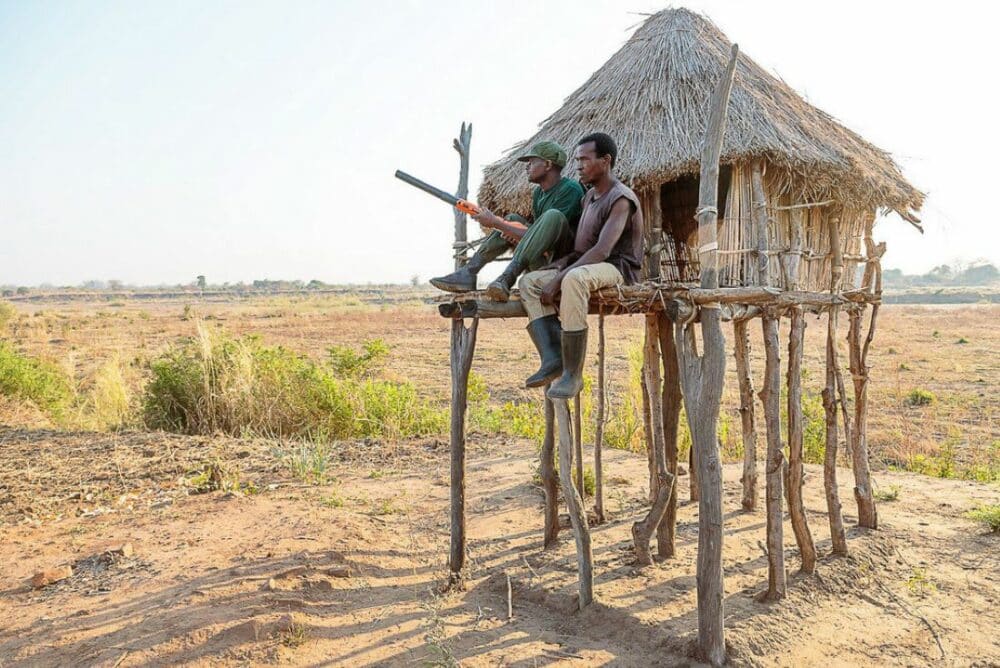 Initiatives de préservation de la faune Zambienne