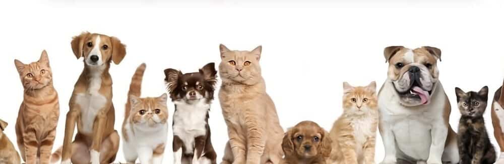 Français aiment leurs animaux