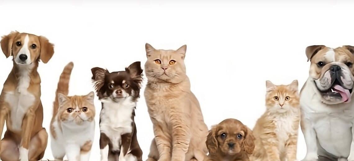 Français aiment leurs animaux
