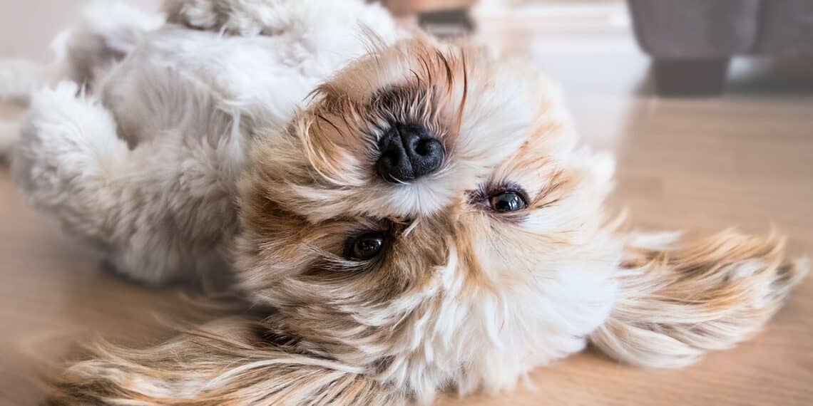 chien