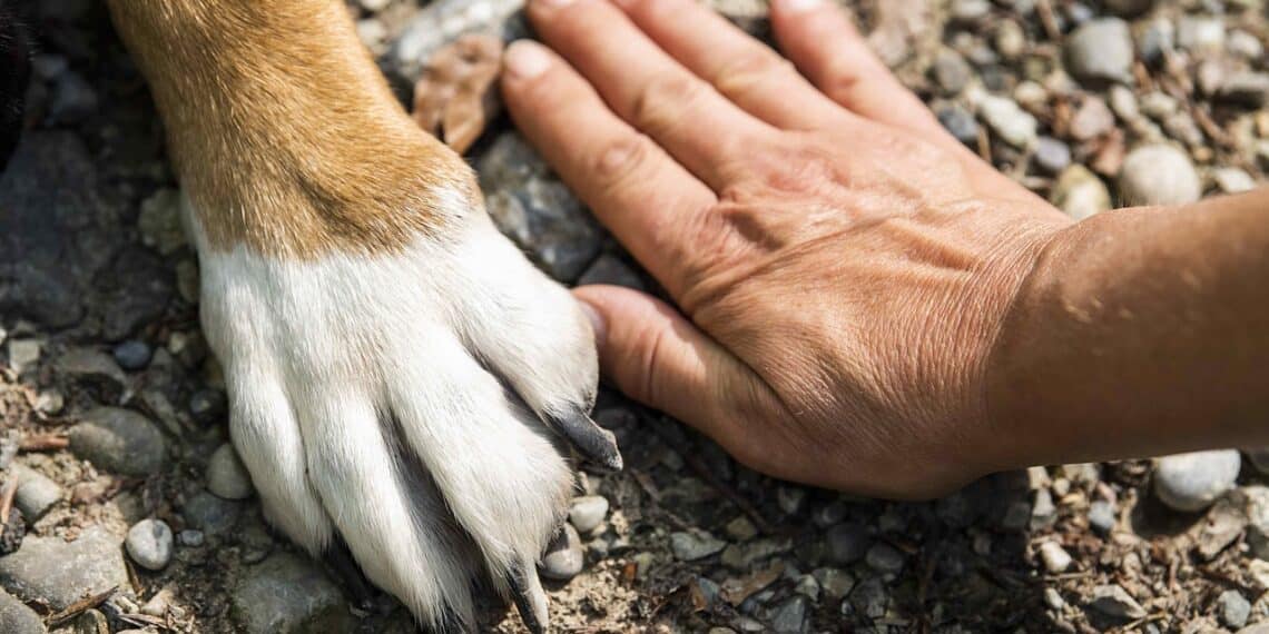 chien