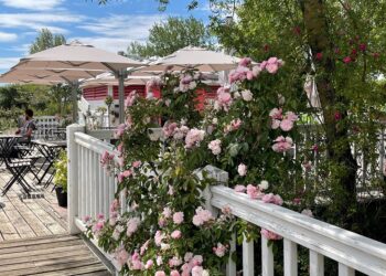 roseraie Les Chemins de la Rose - Vincent Ripaud - agence Skillvalley