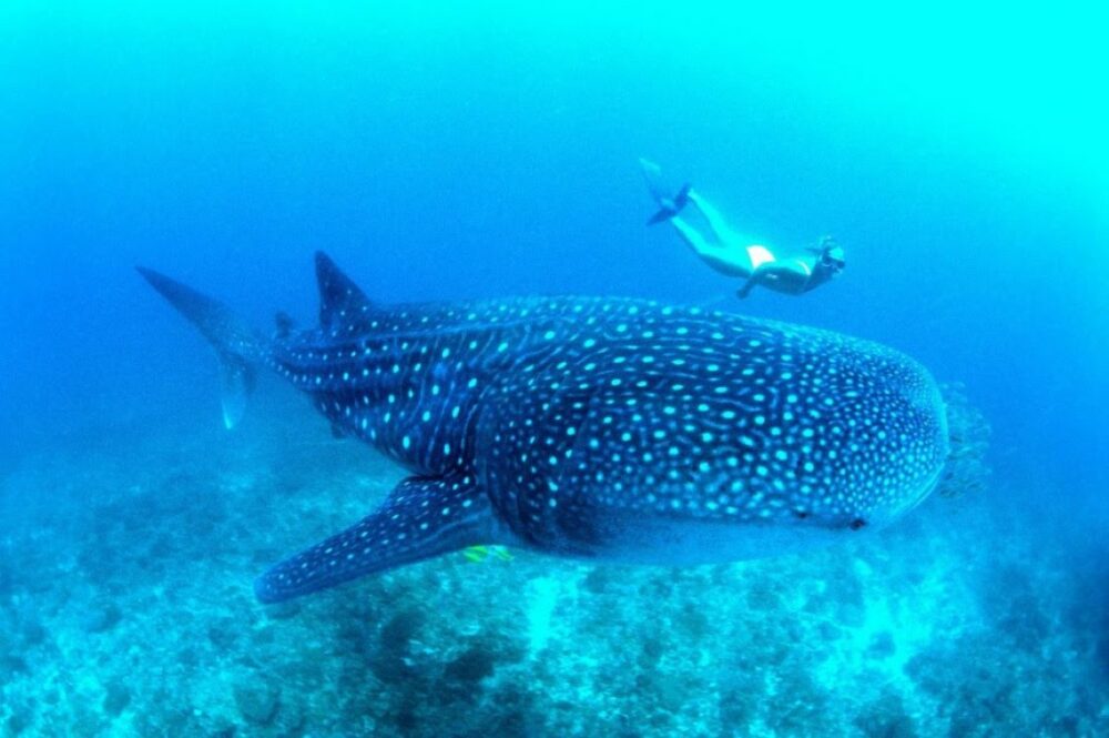 Basse Californie, un autre regard du Mexique