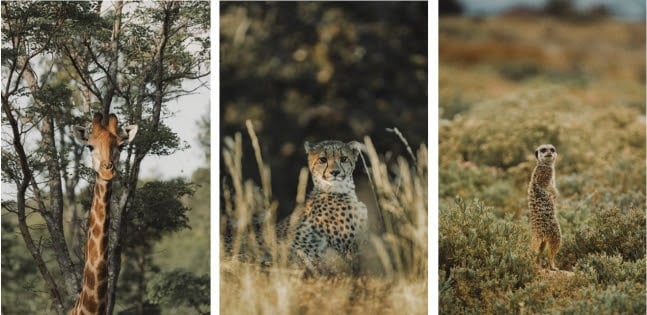 Afrique du Sud
