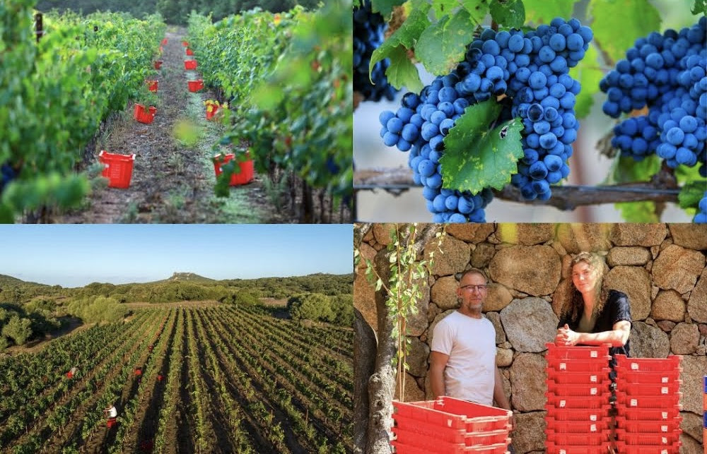 domaine murtoli