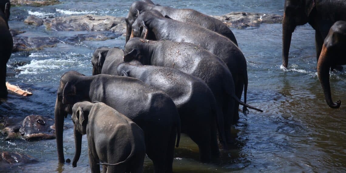 éléphant sri lanka