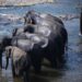 éléphant sri lanka