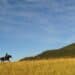 01991_equitation_DBoudin