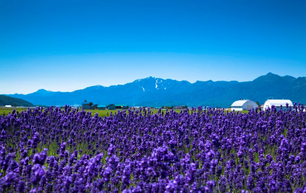 FURANO
