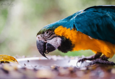 THE SOUTH AFRICAN ANIMAL SANCTUARY ALLIANCE