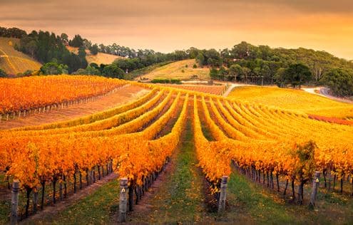 VIGNOBLE