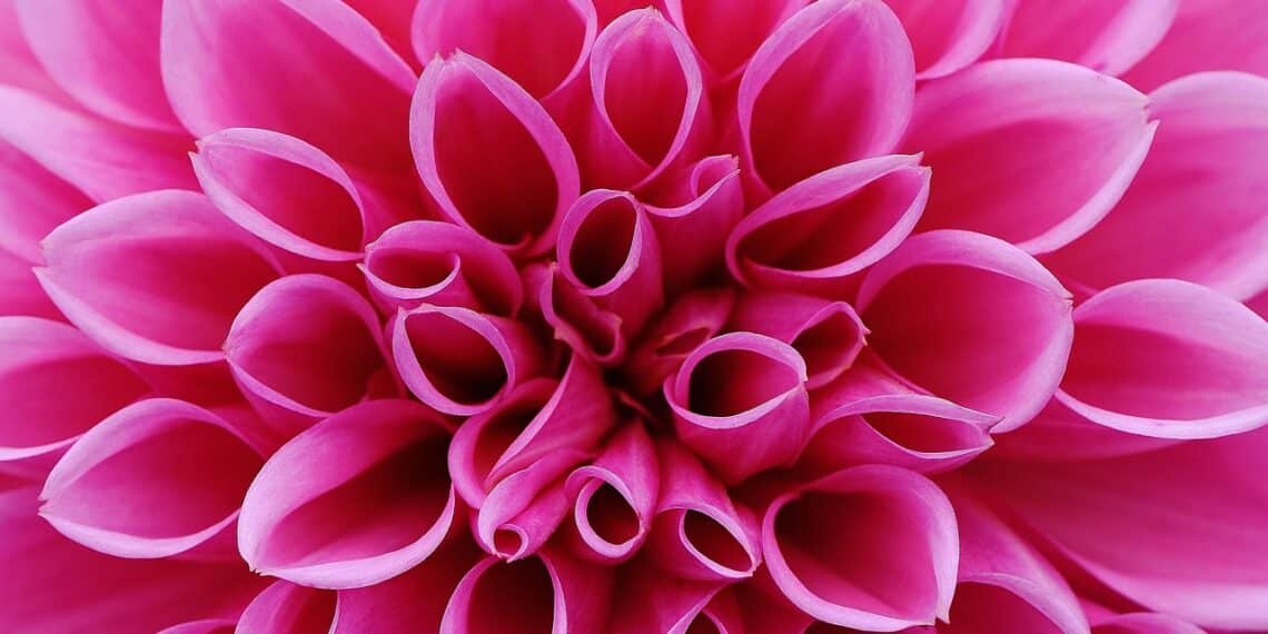 dahlias