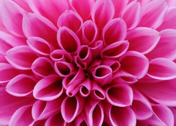 dahlias