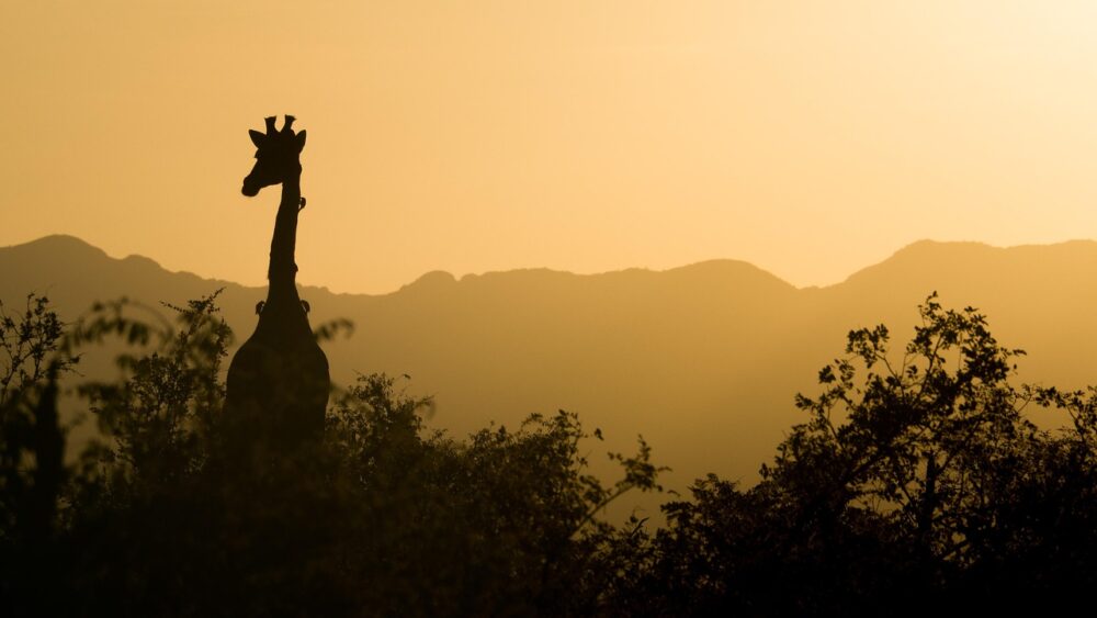 Afrique du sud