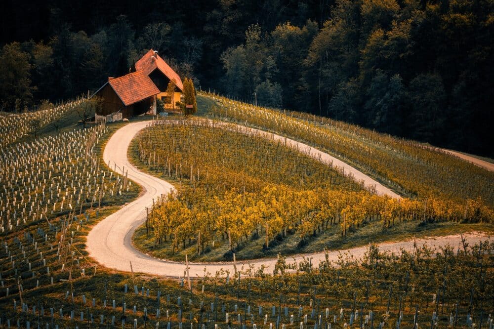VIGNOBLE