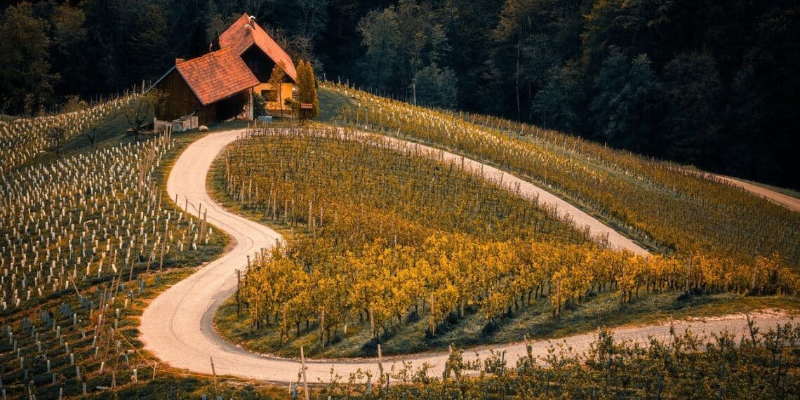 VIGNOBLE