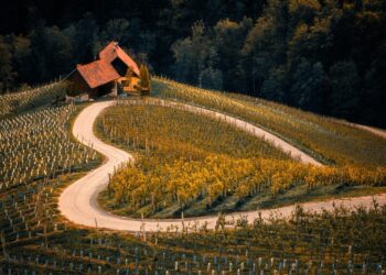 VIGNOBLE