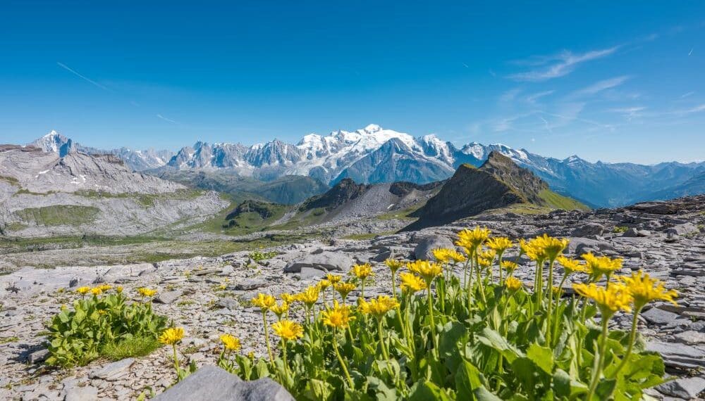 FLAINE
