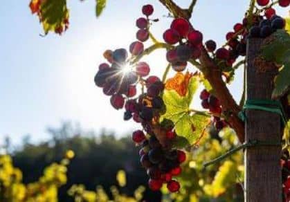 vignoble