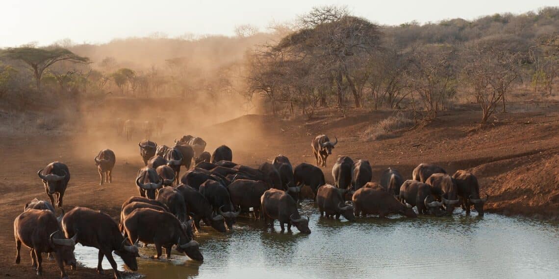 buffalo AFRIQUE DU SUD