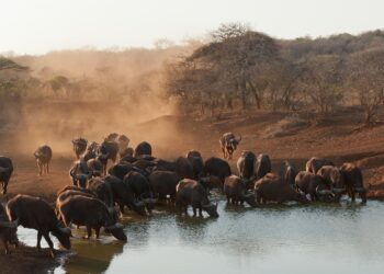buffalo AFRIQUE DU SUD