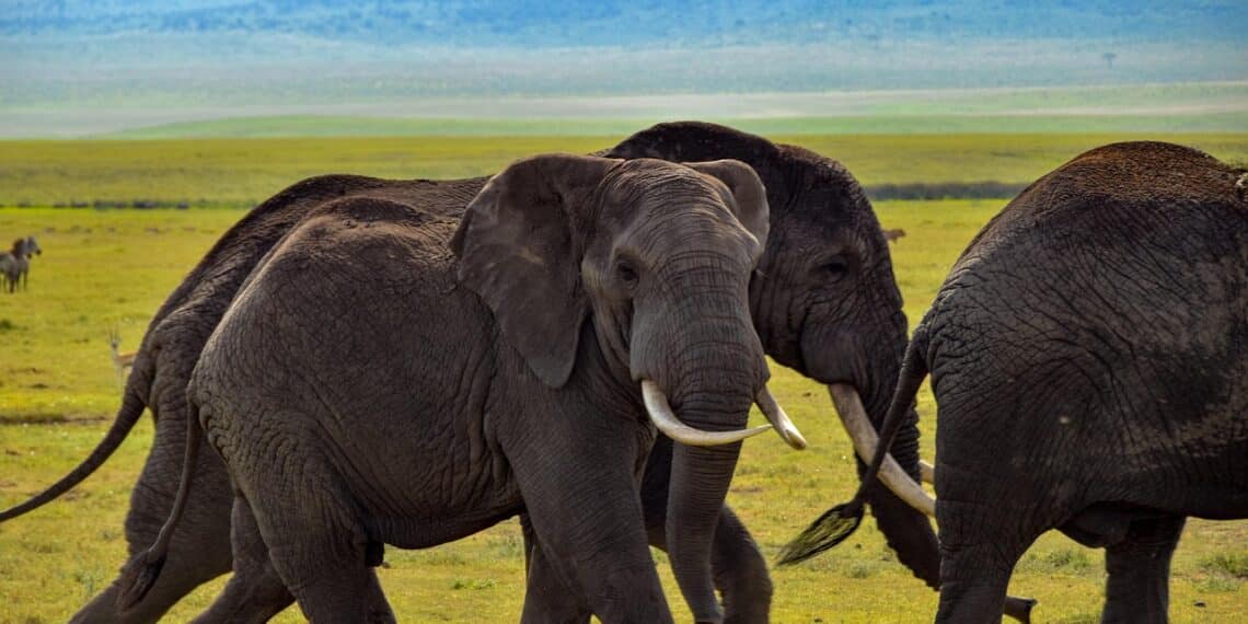 TANZANIE