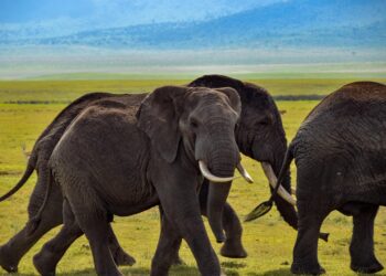 TANZANIE