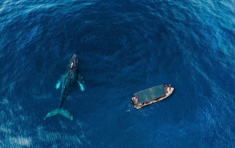 los cabos