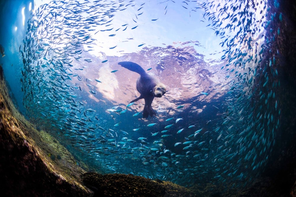 LOS CABOS