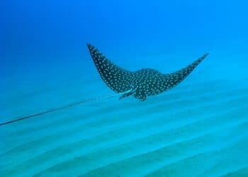 LOS CABOS
